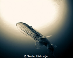 Beautiful Pike by Sander Rietmeijer 